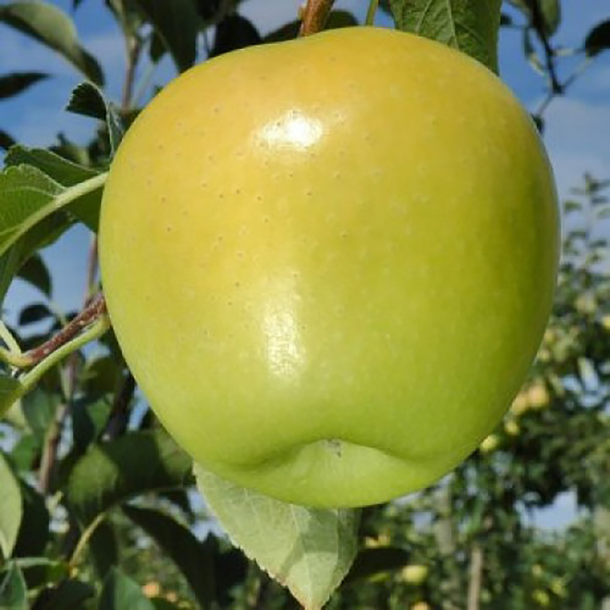Яблоня сорта делишес