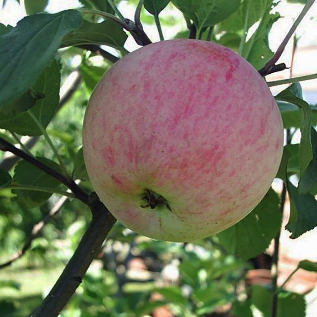Яблоня красавица сада